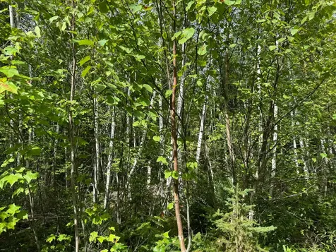 Lot 6 Black Cow Meadow Road Northfield ME 04654