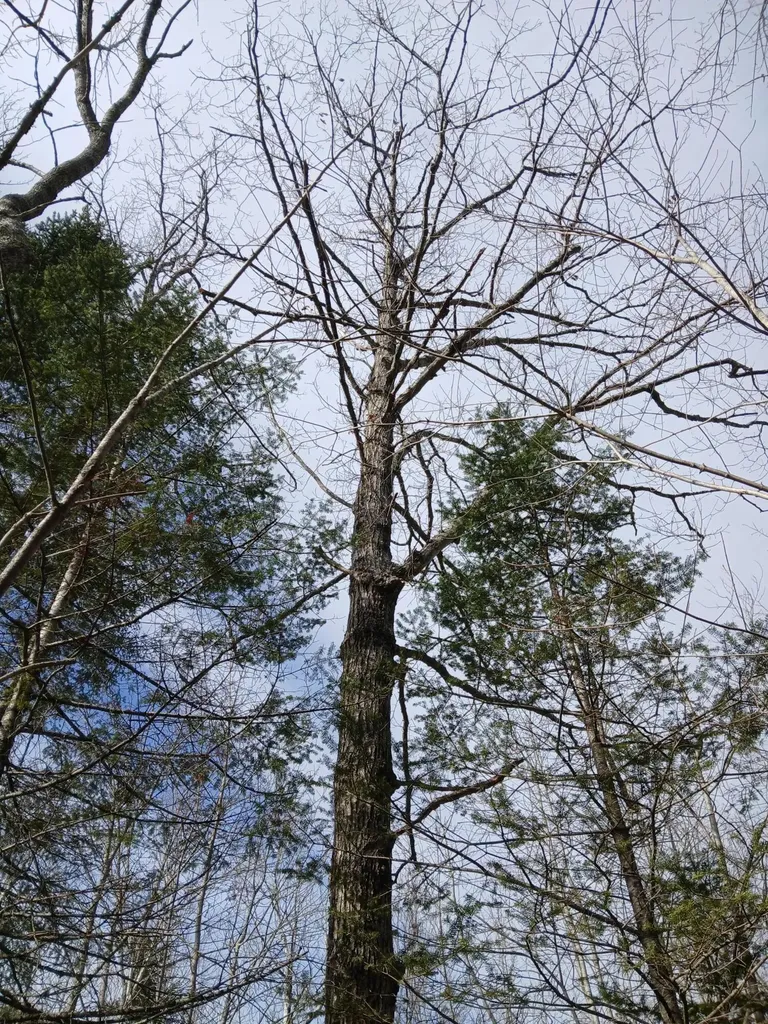 Lot 69-12 Hilltop Drive Wiscasset ME 04578