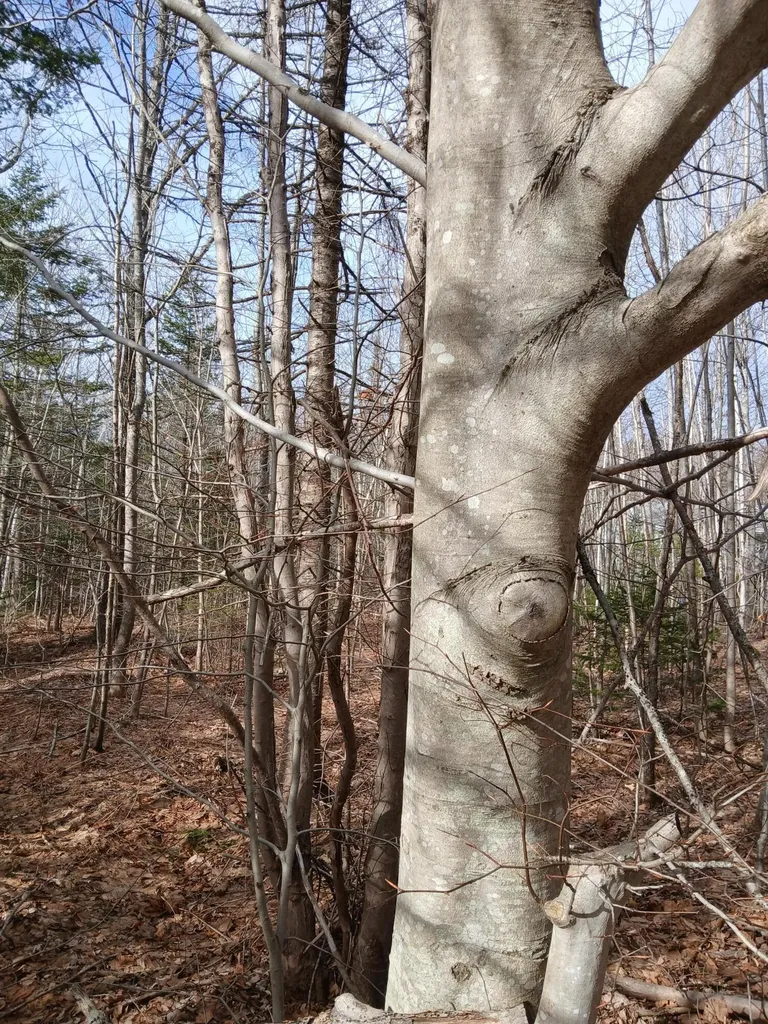 Lot 69-12 Hilltop Drive Wiscasset ME 04578