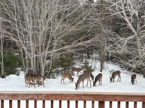 27 Oak Point Road Harrington ME 04643