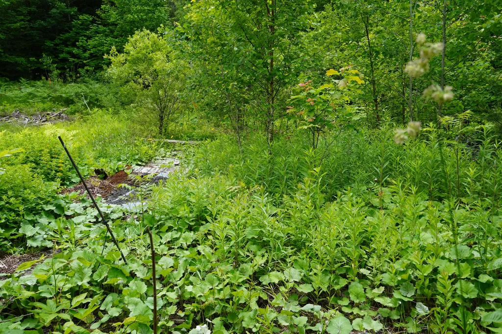 Lot 46.2 Ridge Road Concord Twp ME 04468