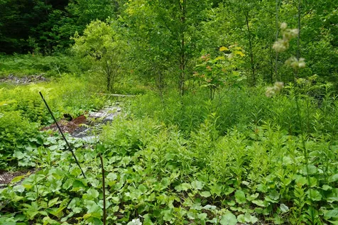 Lot 46.2 Ridge Road Concord Twp ME 04468