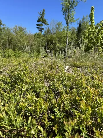Lot 13 Route 9 Aurora ME 04428