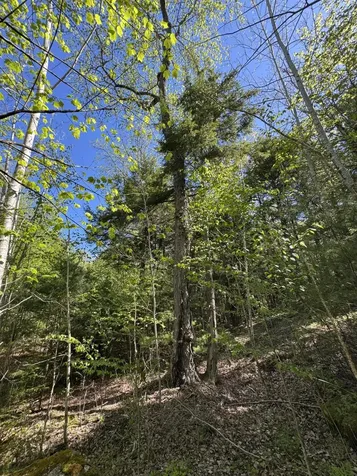 Lot 13 Route 9 Aurora ME 04428