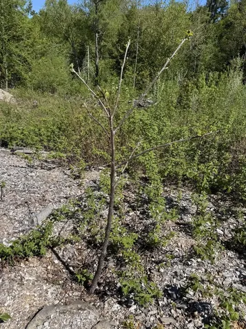 Lot 13 Route 9 Aurora ME 04428