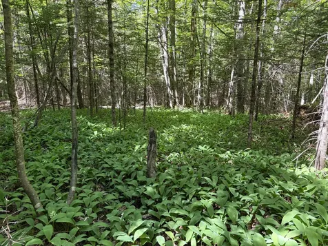 Lot 4 Holley Road Farmington ME 04938
