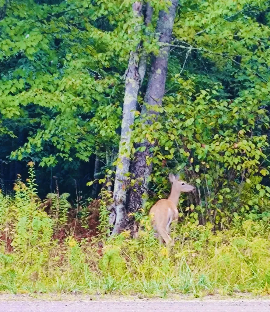 28 Moose Creek Drive Newport ME 04953