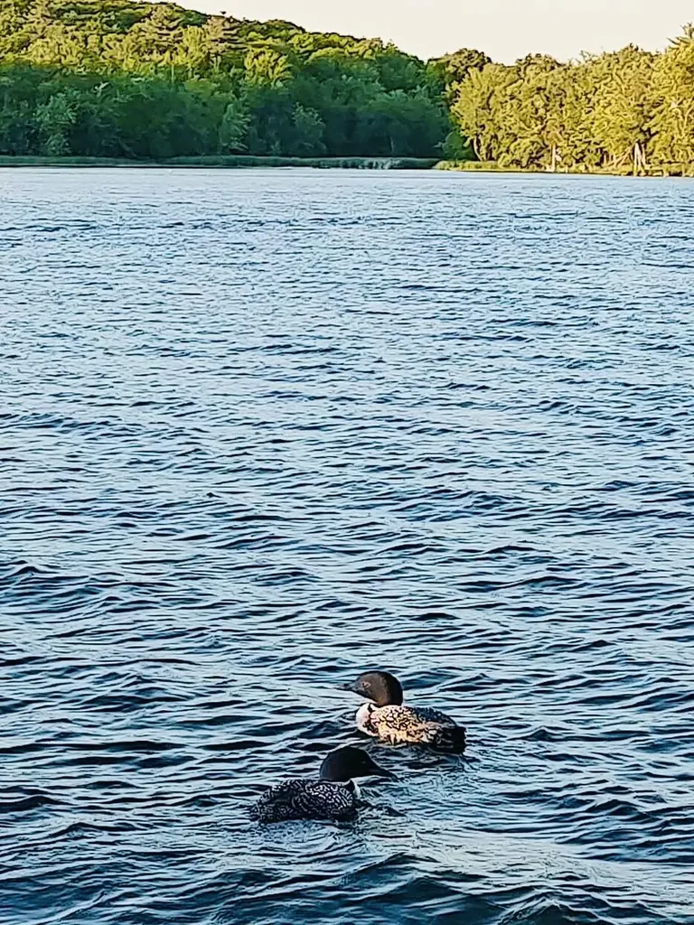 28 Moose Creek Drive Newport ME 04953