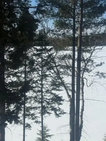 1021 S Shore Road Stockholm ME 04783