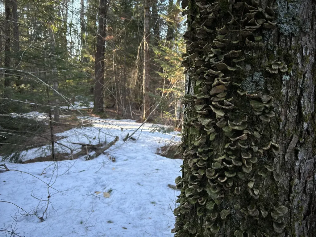 MAP13LOT11 Field View Road Fryeburg ME 04037
