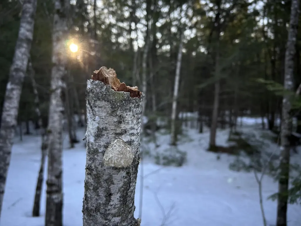 MAP13LOT11 Field View Road Fryeburg ME 04037