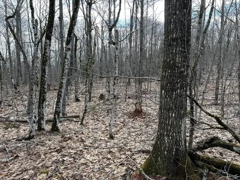 MAP8LOT6 Camp Prospect ME 04981