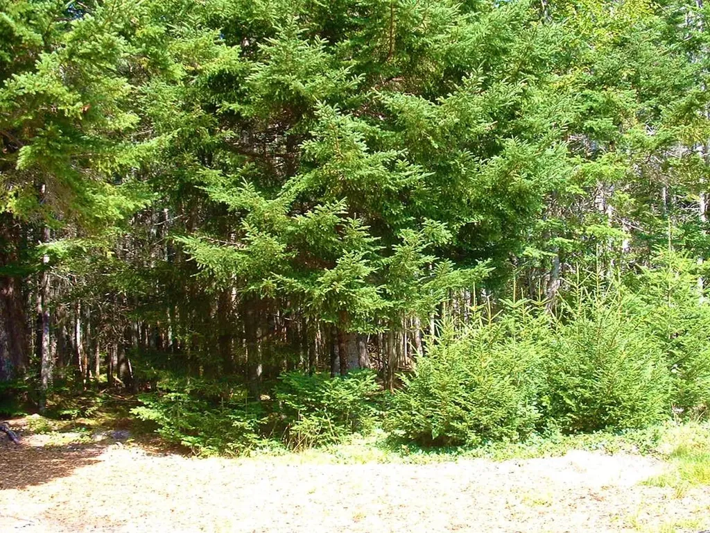 Lot 20-5-1 Collins Cove Road Machiasport ME 04655