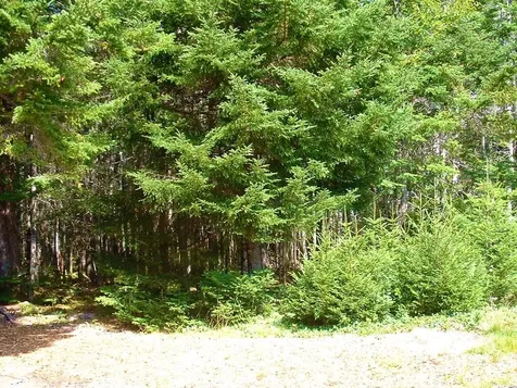 Lot 20-5-1 Collins Cove Road Machiasport ME 04655