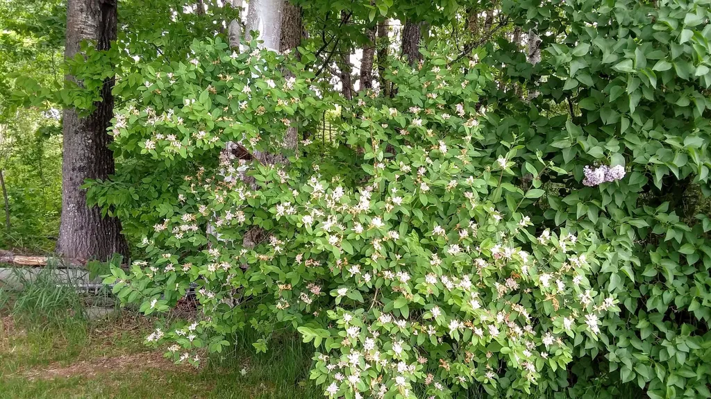 71 Upper-charleston Road Charleston ME 04422