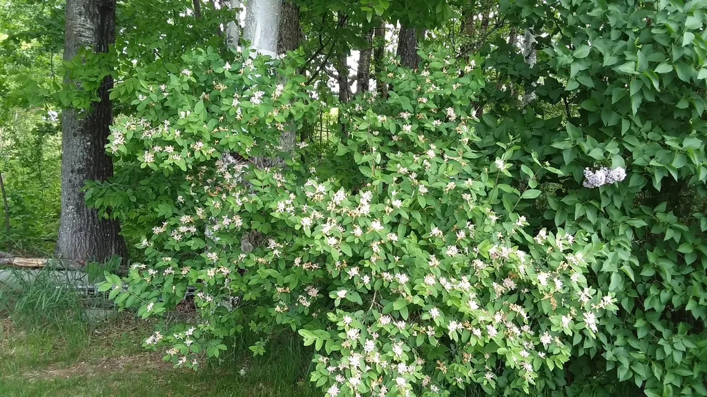 71 Upper-charleston Road Charleston ME 04422