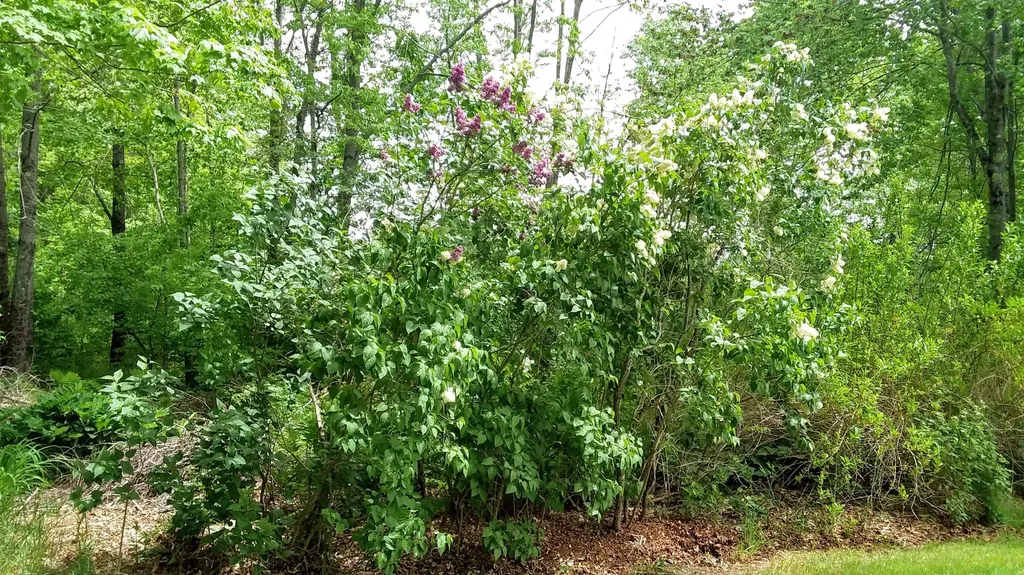 71 Upper-charleston Road Charleston ME 04422