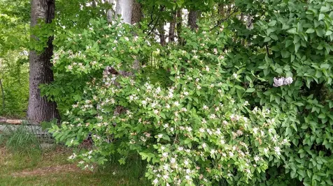 71 Upper-charleston Road Charleston ME 04422