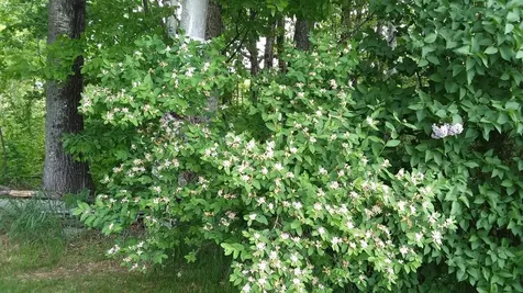 71 Upper-charleston Road Charleston ME 04422