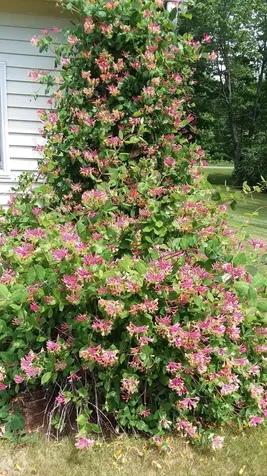 71 Upper-charleston Road Charleston ME 04422