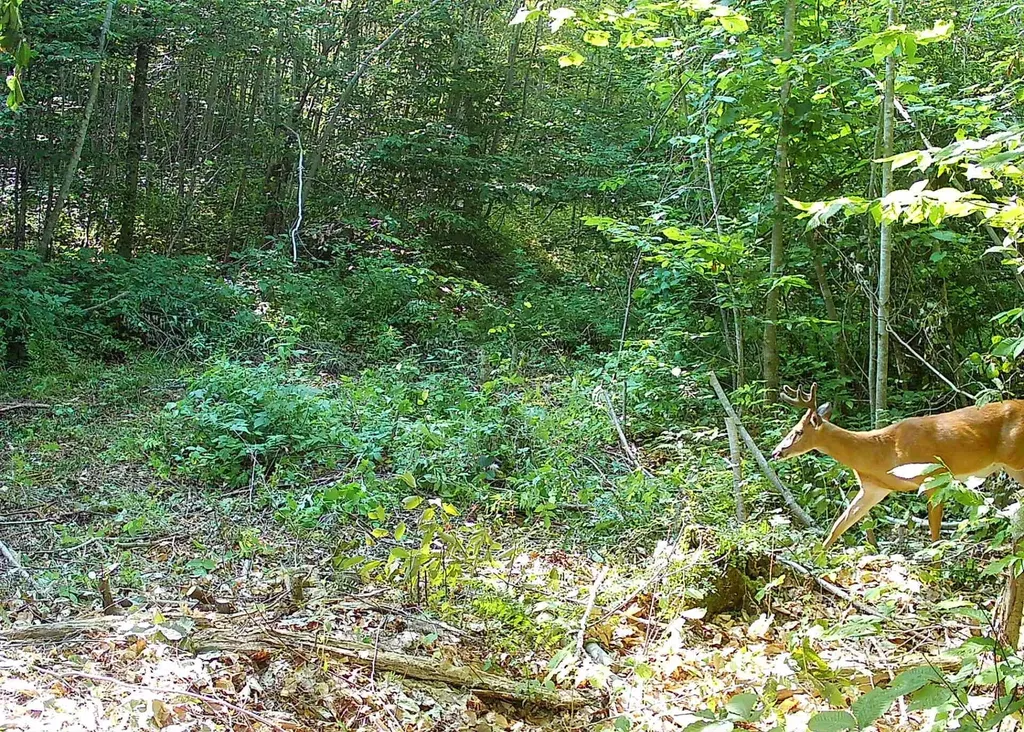 M8 L36 Bigelow Hill Road Skowhegan ME 04976