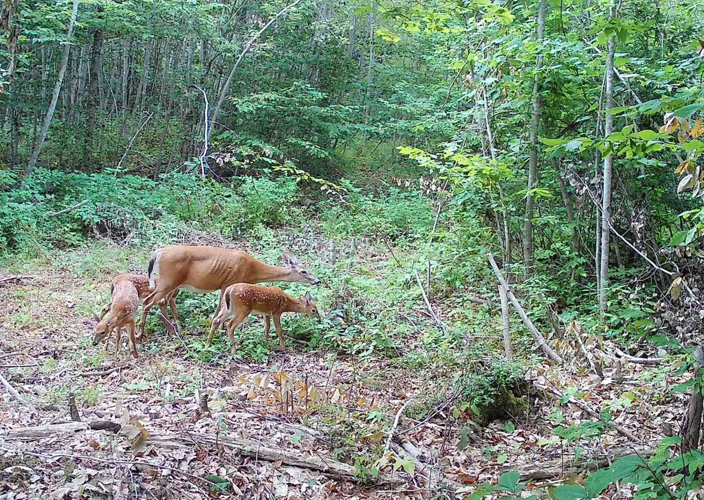 M8 L36 Bigelow Hill Road Skowhegan ME 04976