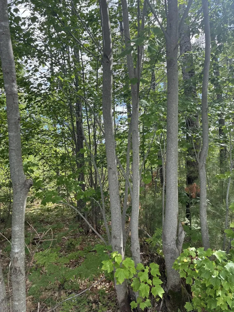 Lot 16 (1) Whittier Road Farmington ME 04938