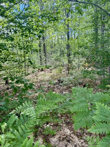 Lot 16 (1) Whittier Road Farmington ME 04938