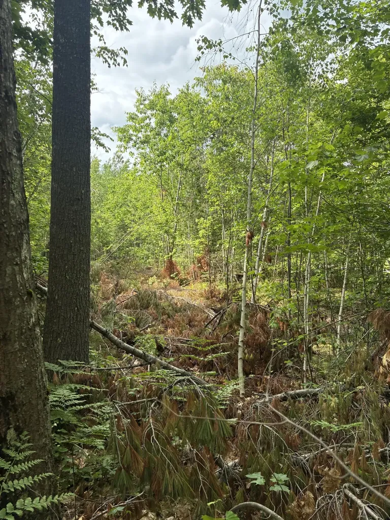 Lot 16 (2) Whittier Road Farmington ME 04938