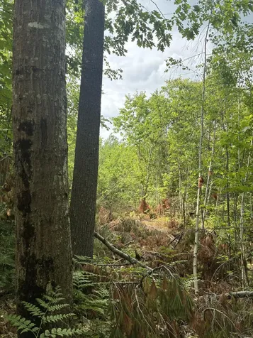 Lot 16 (2) Whittier Road Farmington ME 04938