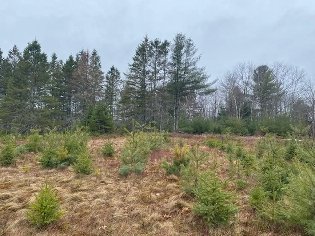 Lot 5 Copeland Hill Road Holden ME 04429