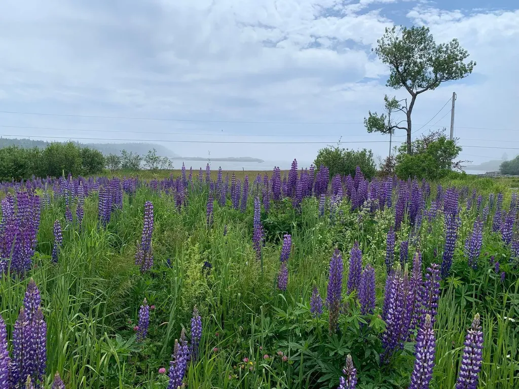 1047 Boot Cove Road Lubec ME 04652