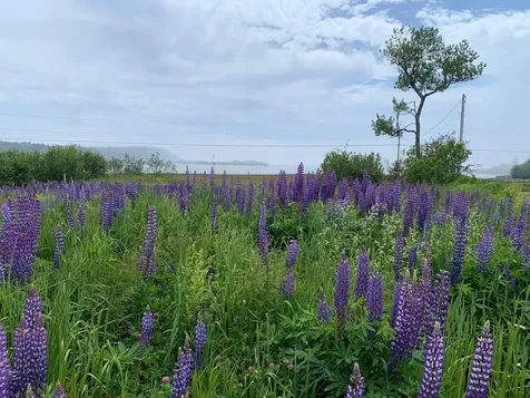 1047 Boot Cove Road Lubec ME 04652