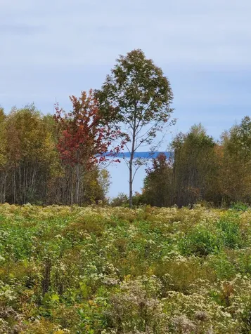 Lot 52 Us- Route 1 Robbinston ME 04668