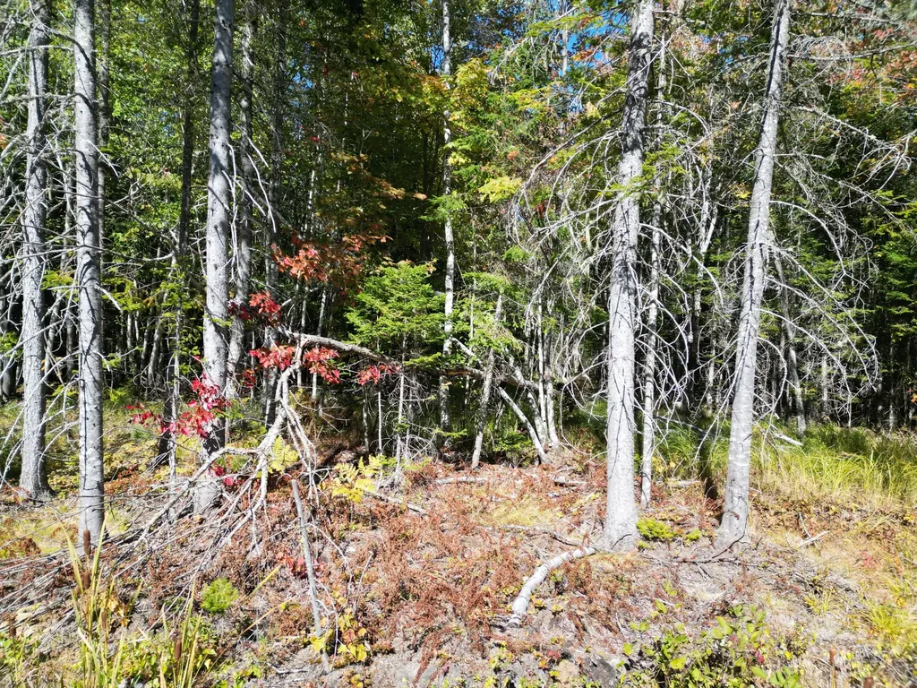 Lot 14 Whitetail Way Lowell ME 04493