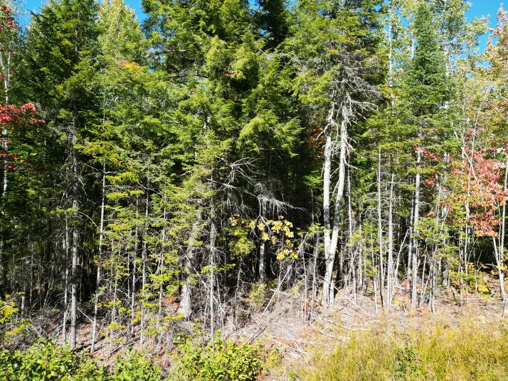 Lot 14 Whitetail Way Lowell ME 04493