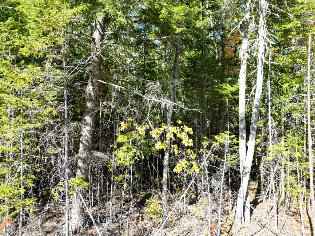 Lot 14 Whitetail Way Lowell ME 04493