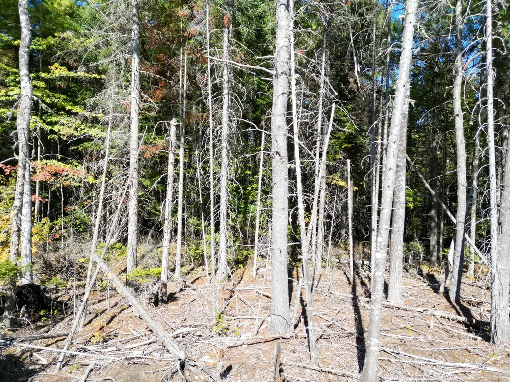 Lot 14 Whitetail Way Lowell ME 04493