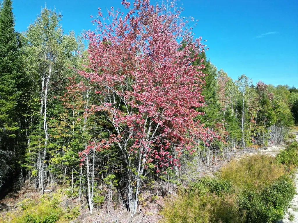 Lot 14 Whitetail Way Lowell ME 04493