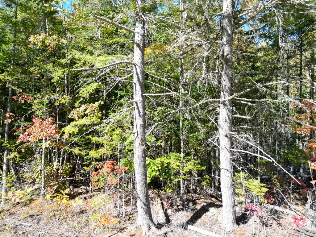 Lot 14 Whitetail Way Lowell ME 04493