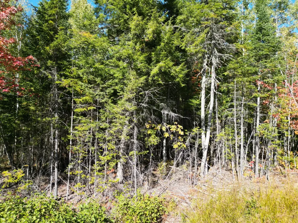 Lot 14 Whitetail Way Lowell ME 04493