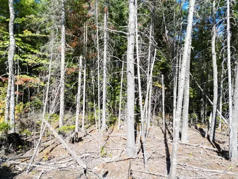 Lot 14 Whitetail Way Lowell ME 04493