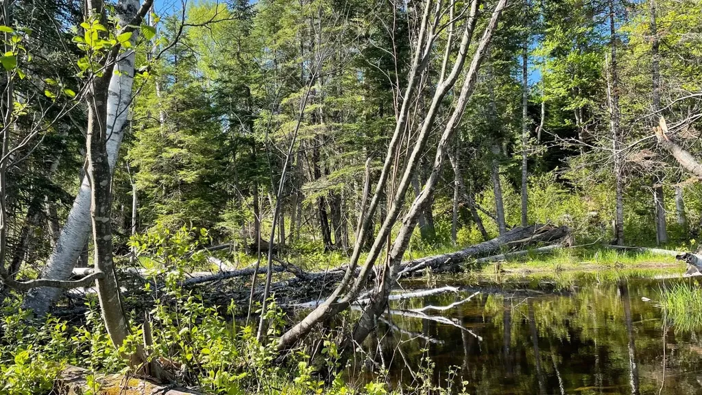 339 Long Pond Road Jackman ME 04945