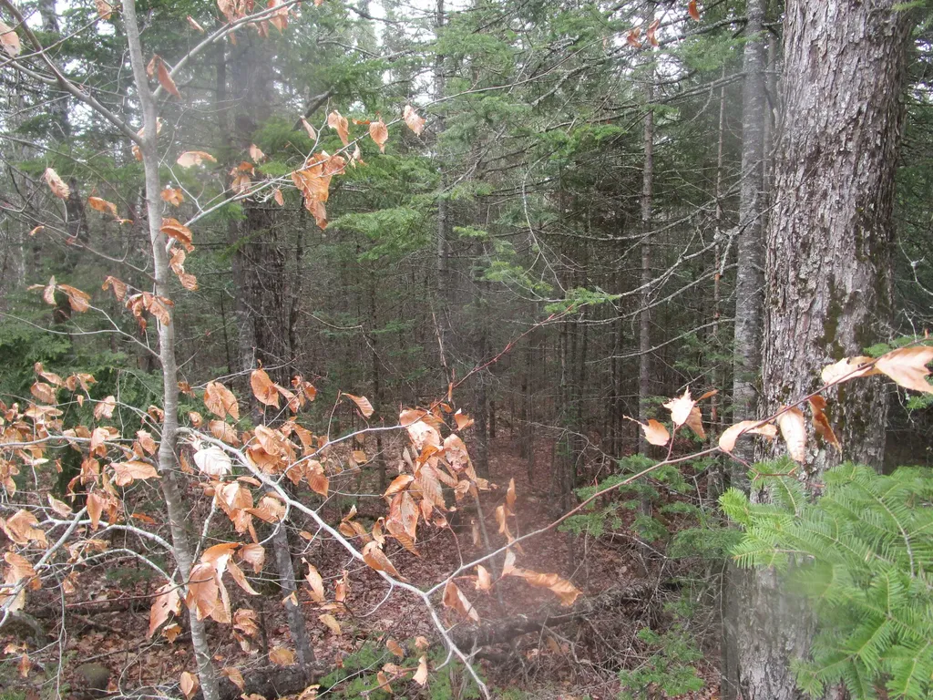 Route 180 Rebel Hill Road Clifton ME 04428