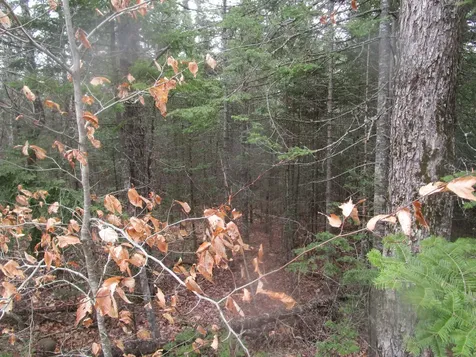 Route 180 Rebel Hill Road Clifton ME 04428