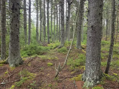 Lot 1 Windward Way Addison ME 04606