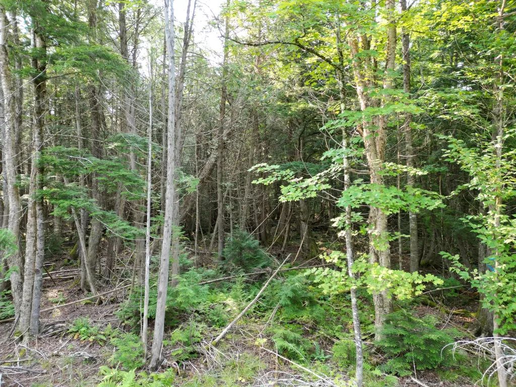 Lot 33-4 West Road Springfield ME 04487