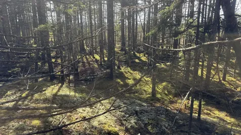 Lot 6&66 Woods Road Deer Isle ME 04627