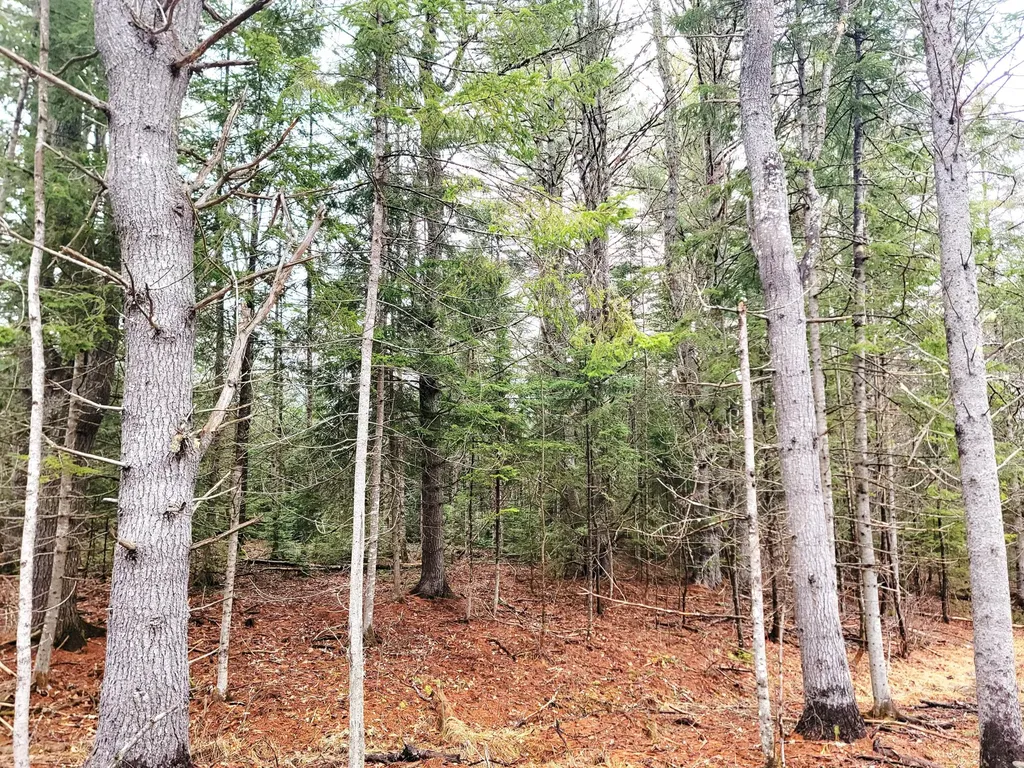 217 Frost Mill Road Mariaville ME 04605