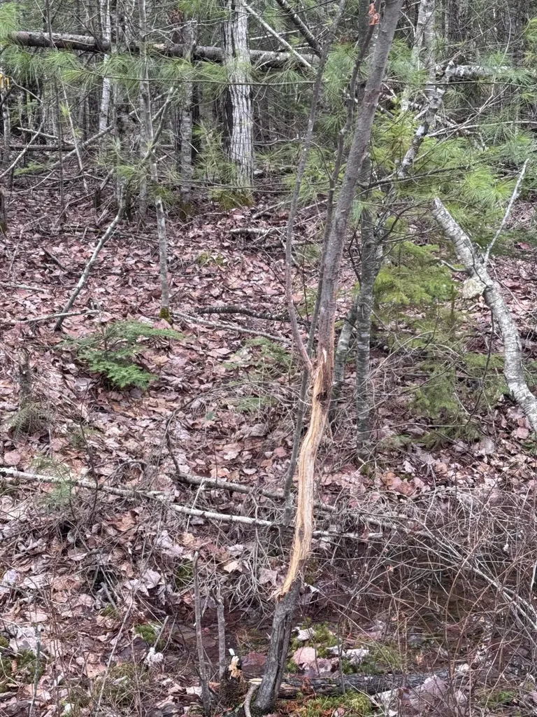 24&36 Wolf Run Trail Greenbush ME 04418